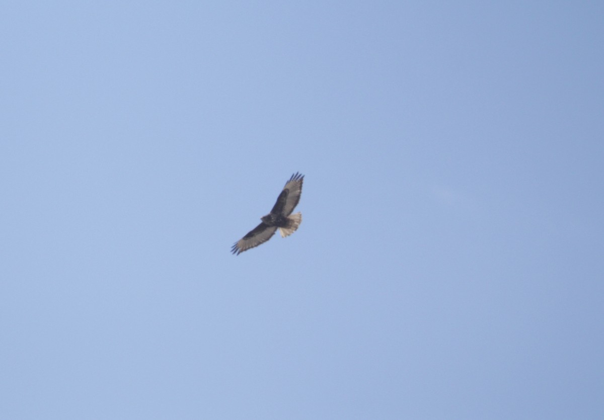 Red-tailed Hawk (Harlan's) - ML420112821