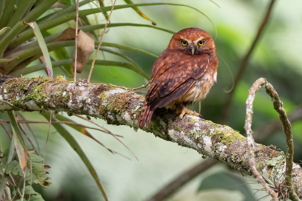 Andean Pygmy-Owl - Phil Chaon