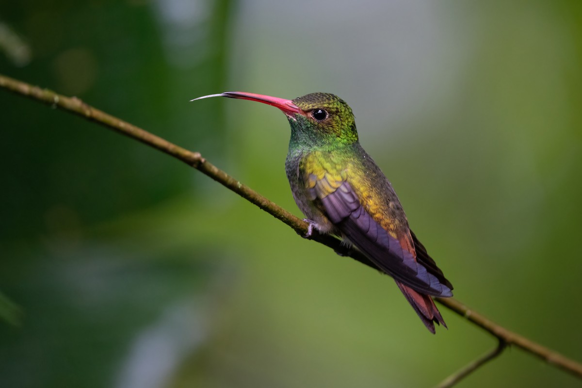 Rufous-tailed Hummingbird - Adam Jackson
