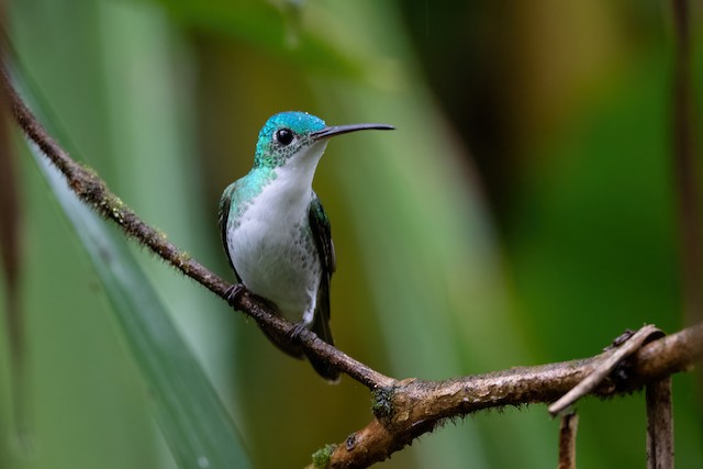 Andean Emerald