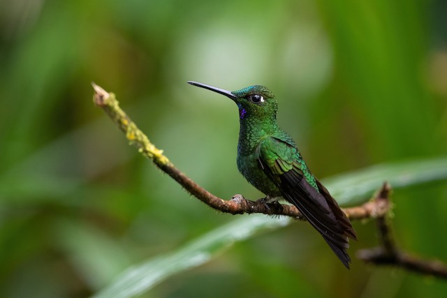 Green-crowned Brilliant