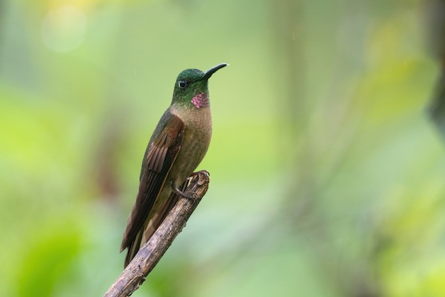 Fawn-breasted Brilliant