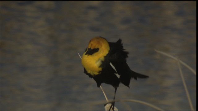 Yellow-headed Blackbird - ML420137