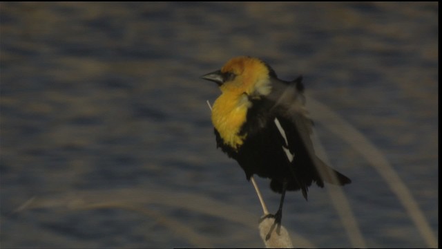 Yellow-headed Blackbird - ML420138