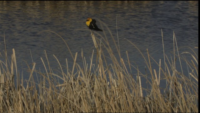 Yellow-headed Blackbird - ML420139