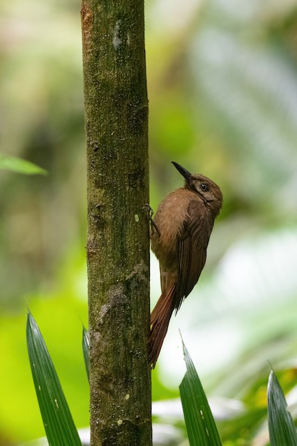 Plain-brown Woodcreeper