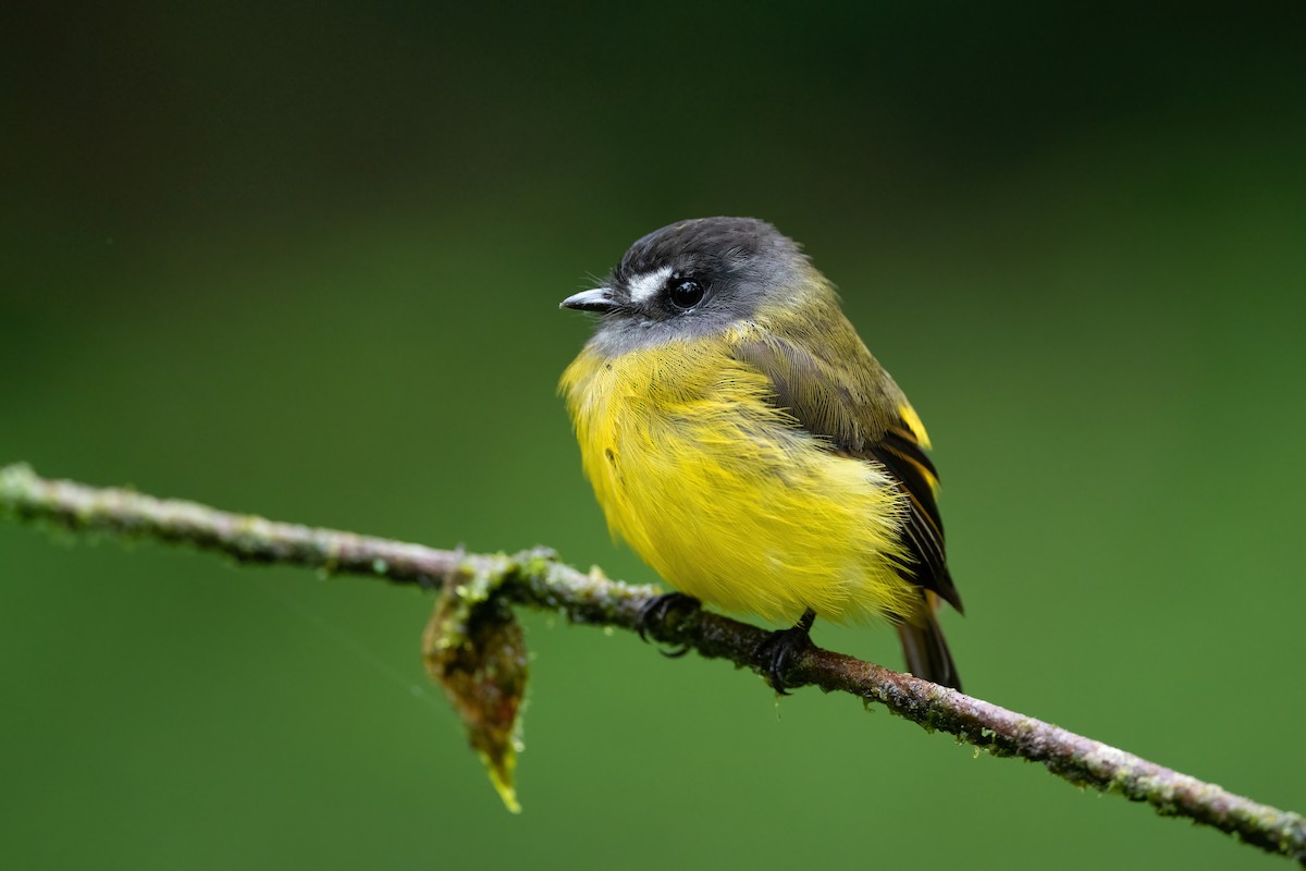 Ornate Flycatcher - ML420140781