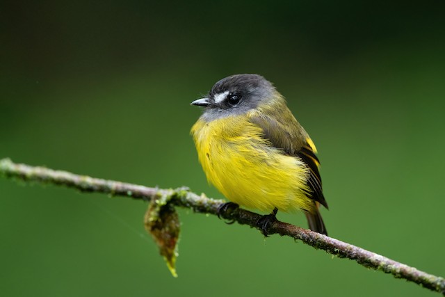 Ornate Flycatcher