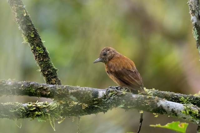 Smoky-brown Woodpecker