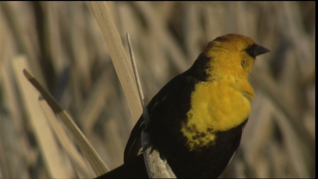 Yellow-headed Blackbird - ML420142