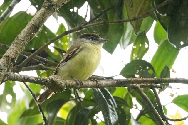 White-winged Becard