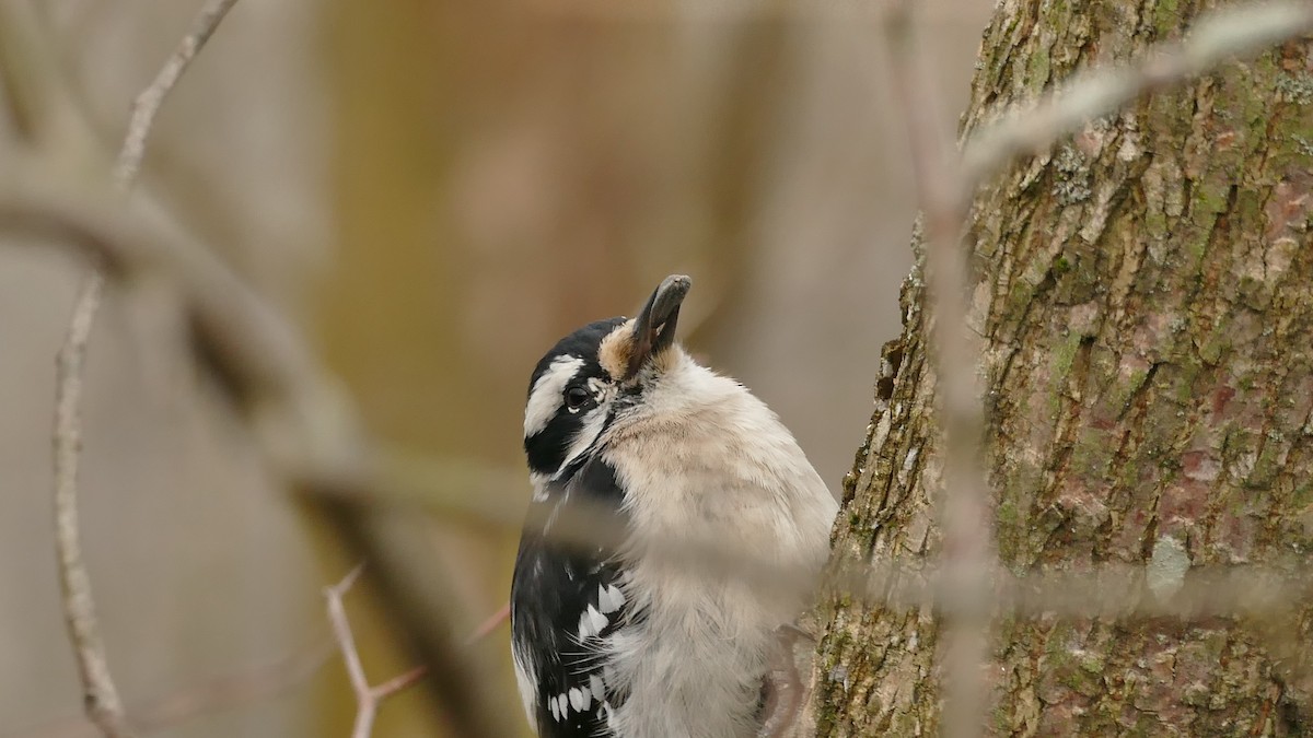Downy Woodpecker - Avery Fish