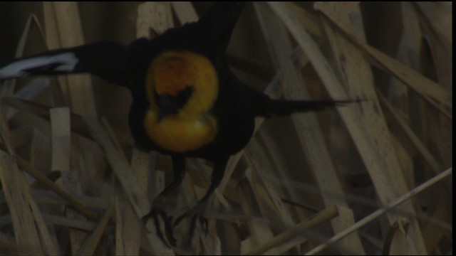 Yellow-headed Blackbird - ML420147