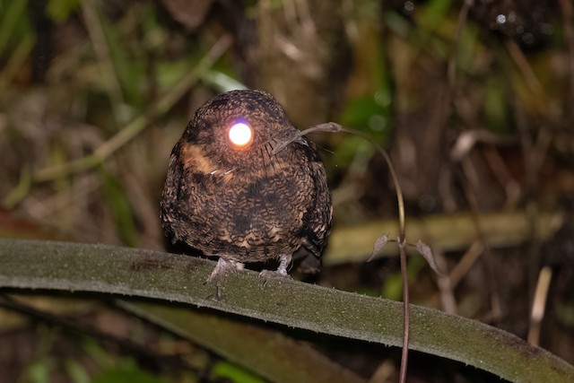 Lyre-tailed Nightjar