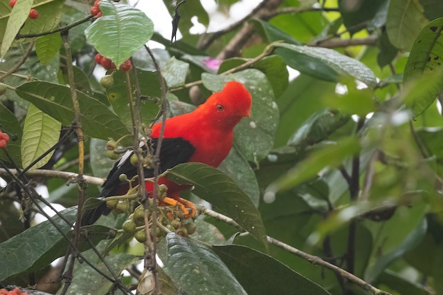 Andean Cock-of-the-rock