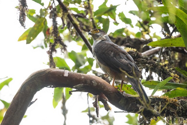 Bicolored Hawk