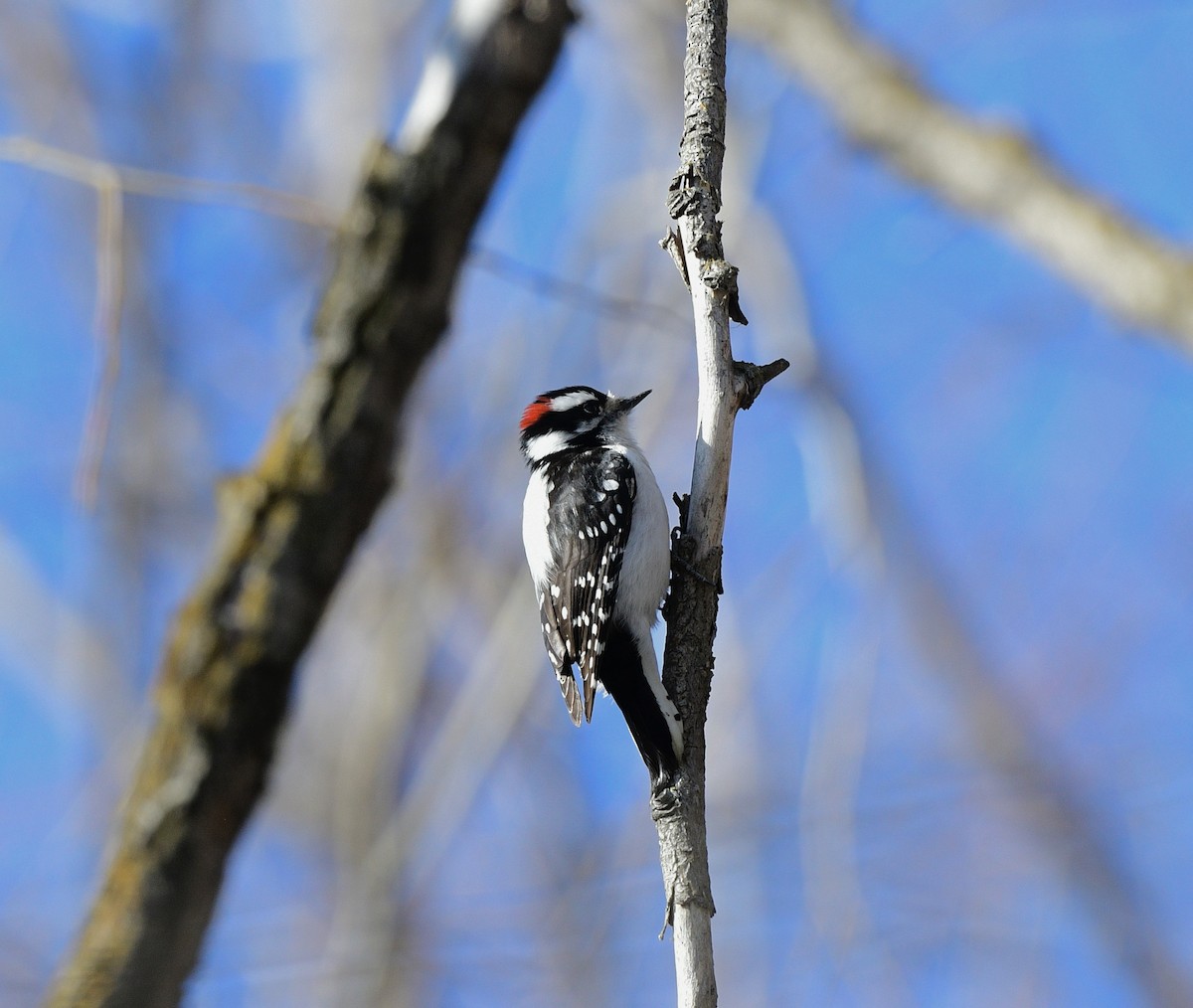 Downy Woodpecker - ML420159741