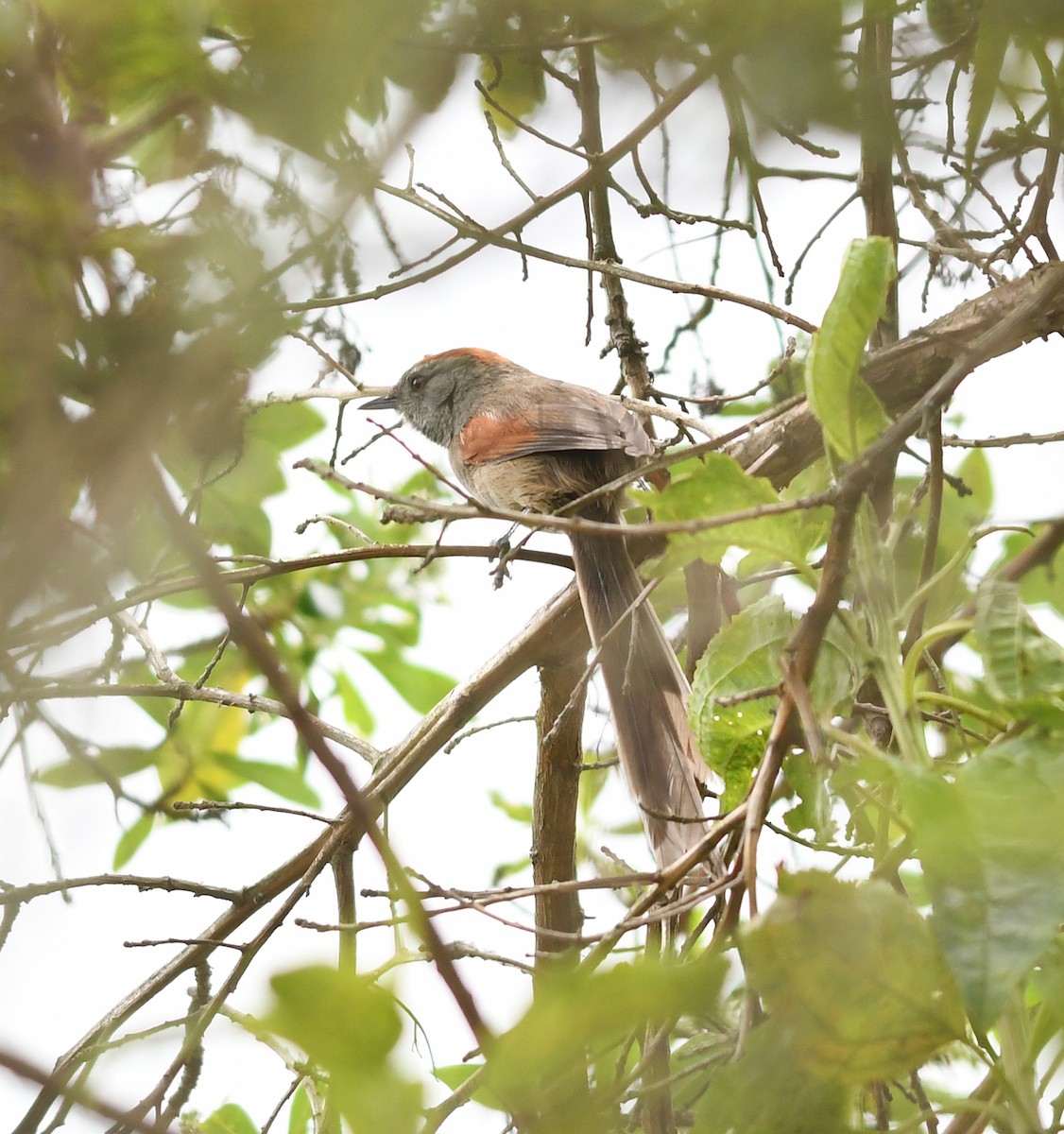 Silvery-throated Spinetail - ML420160291