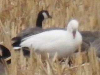 Snow Goose, ML42016831