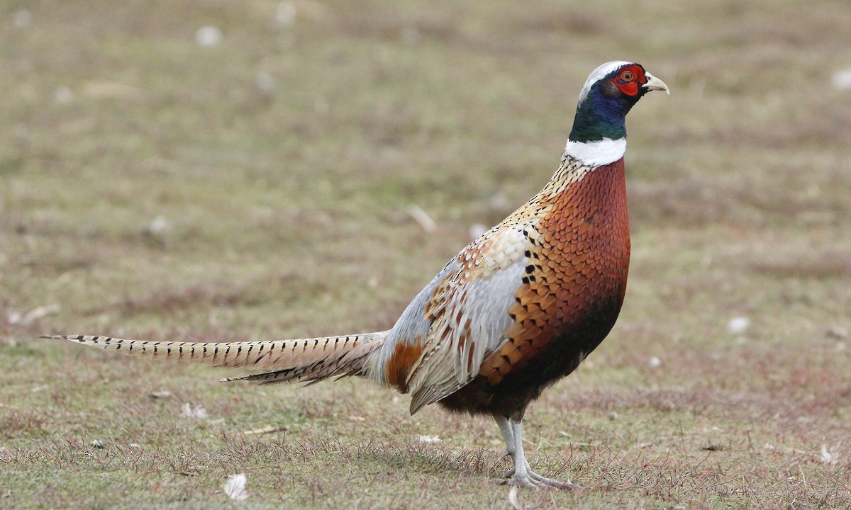 Ring-necked Pheasant - ML420170591