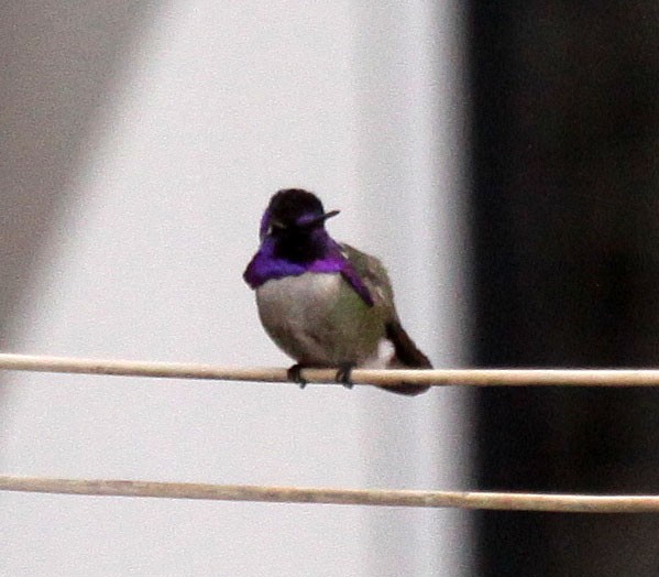Costa's Hummingbird - ML42017411