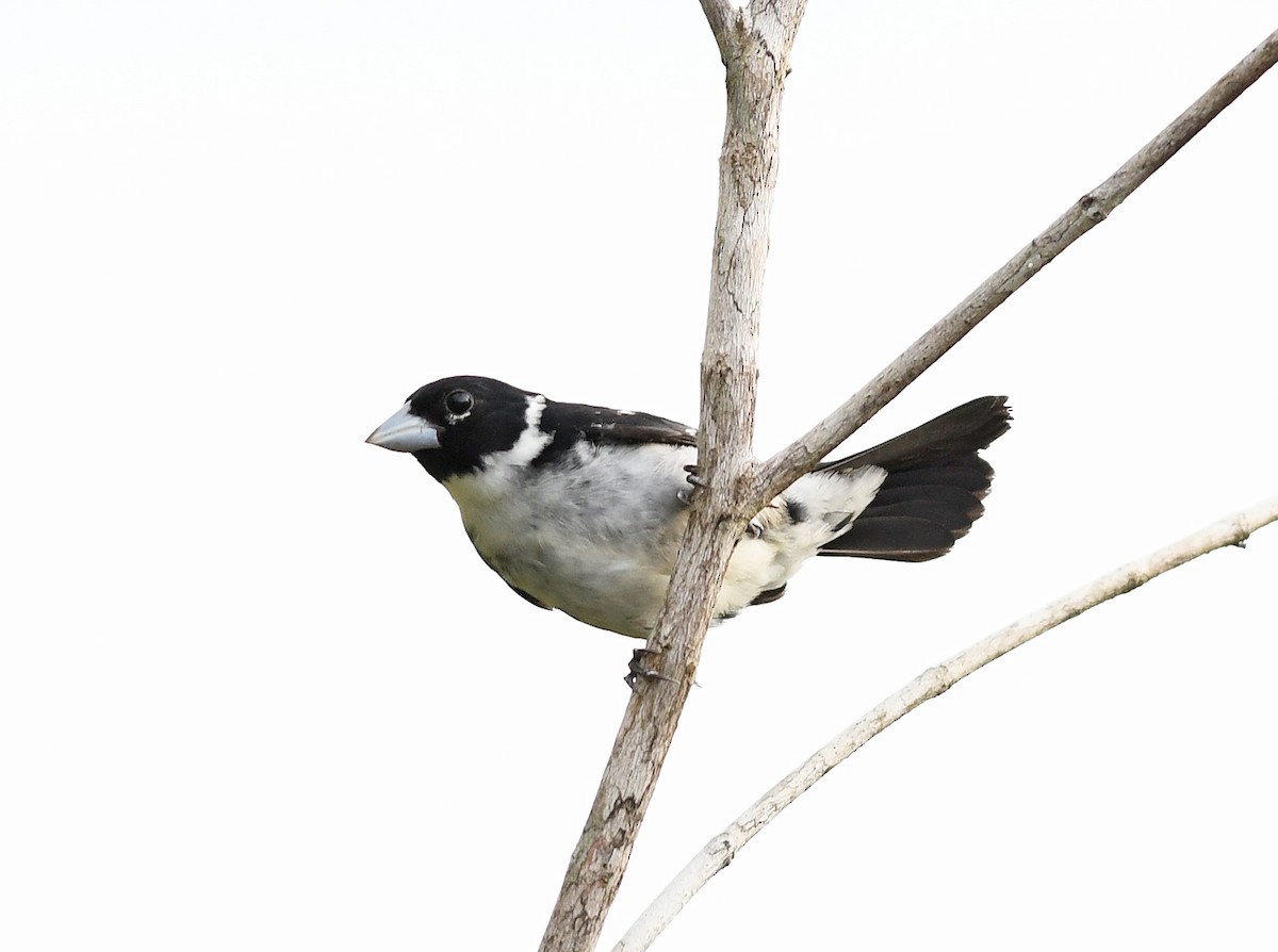 White-naped Seedeater - ML420179651