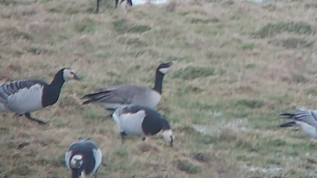 Cackling Goose (Richardson's) - ML420185021