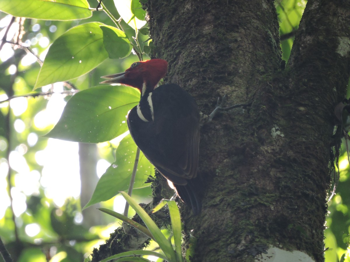 Pale-billed Woodpecker - ML42019751