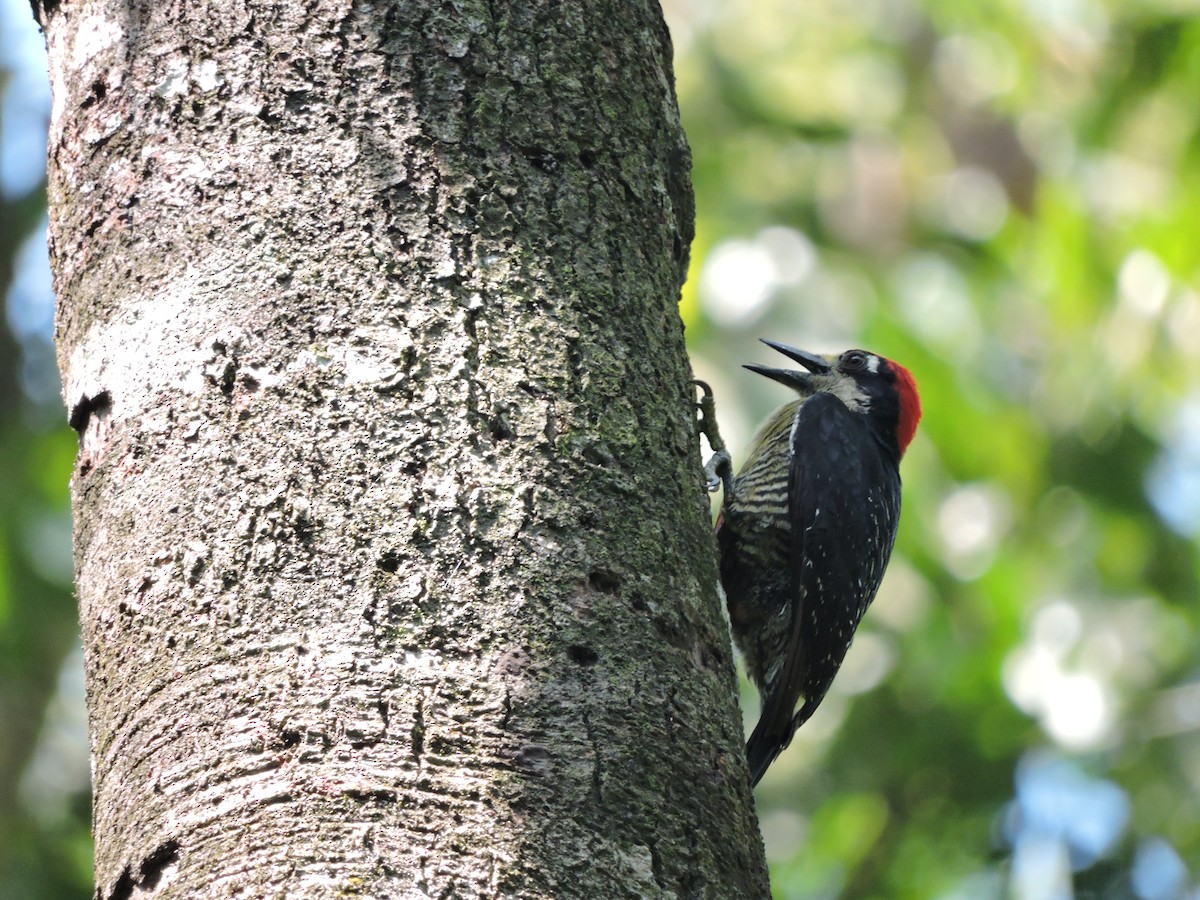 Black-cheeked Woodpecker - ML42019831