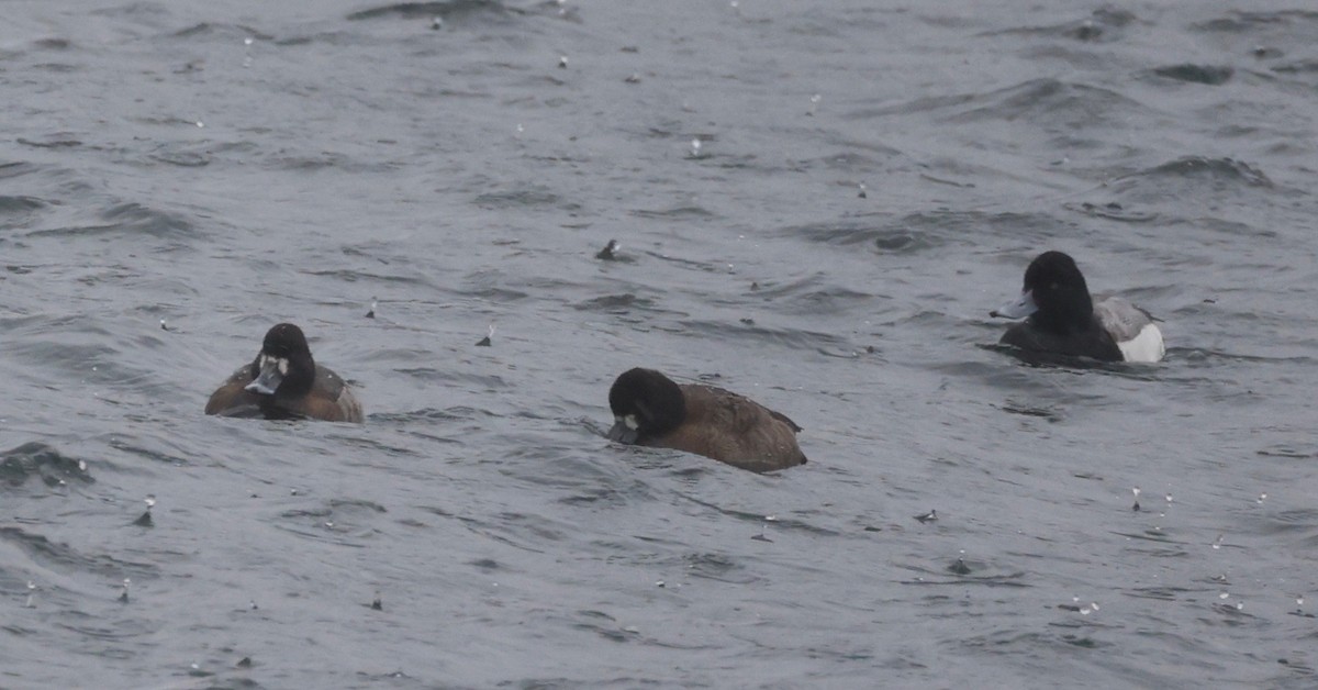 Greater Scaup - ML420198571