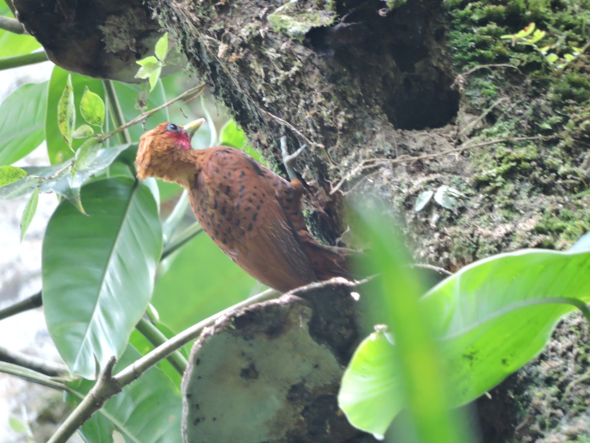 Chestnut-colored Woodpecker - ML42019991
