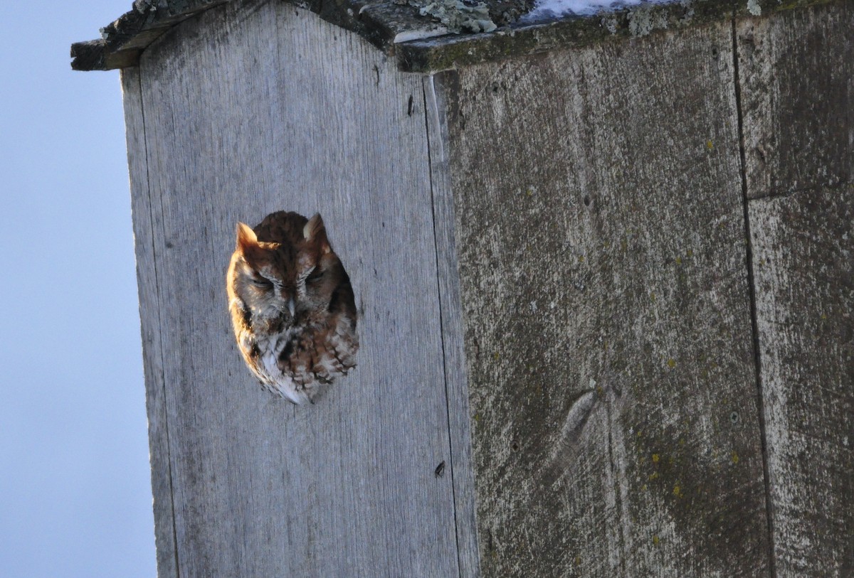 Eastern Screech-Owl (Northern) - ML420201471