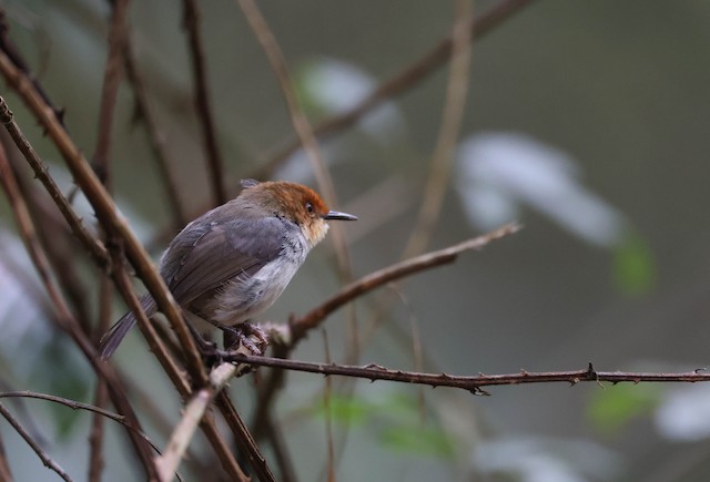 Possible Formative&nbsp;African Tailorbird (subspecies<em> metopias</em>). - African Tailorbird - 