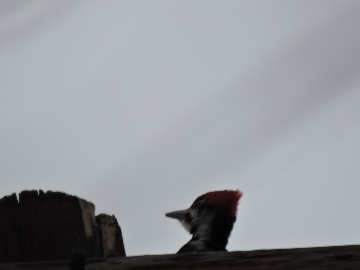 Pileated Woodpecker - Felip Holbrook