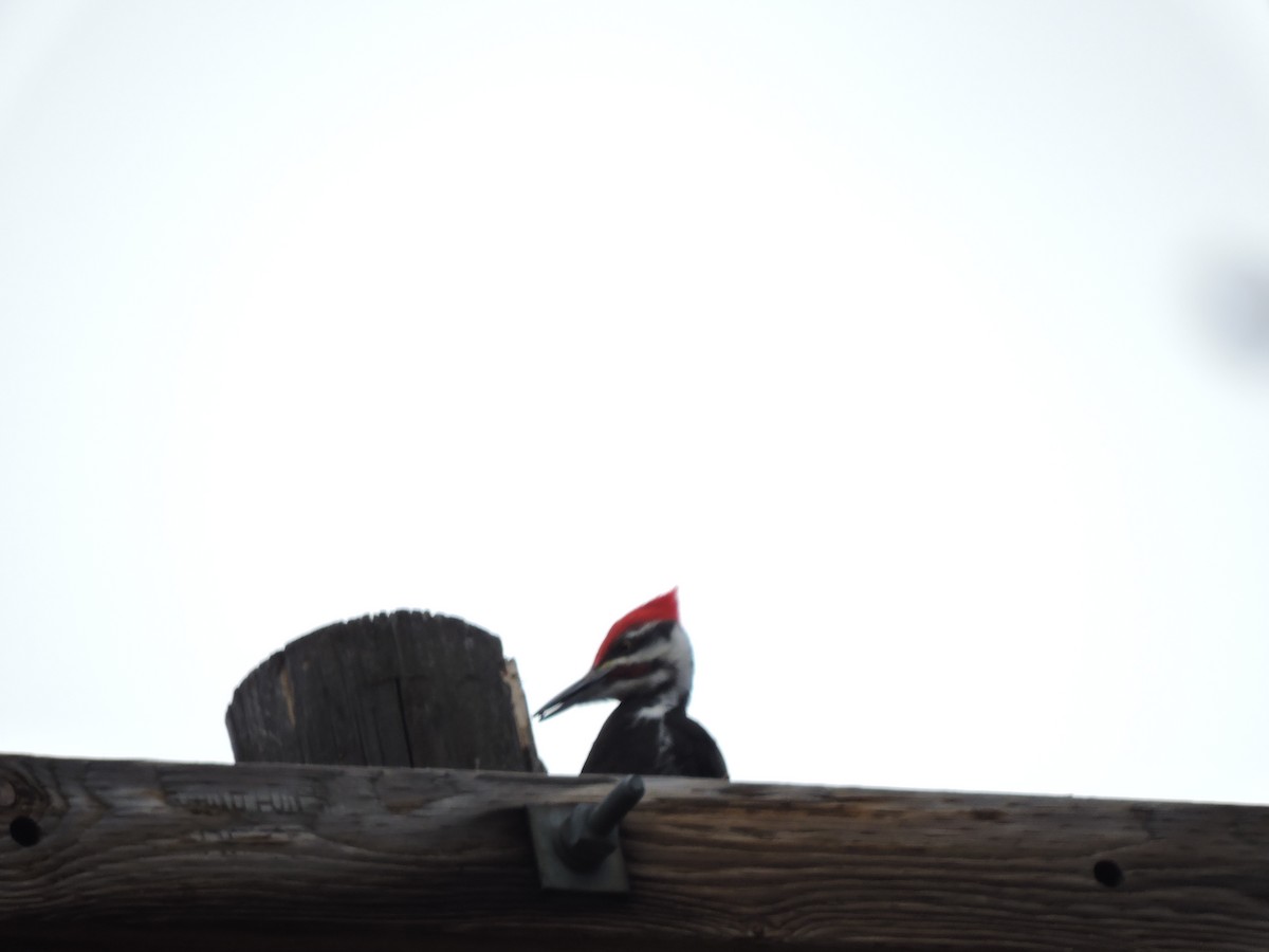 Pileated Woodpecker - ML420204171