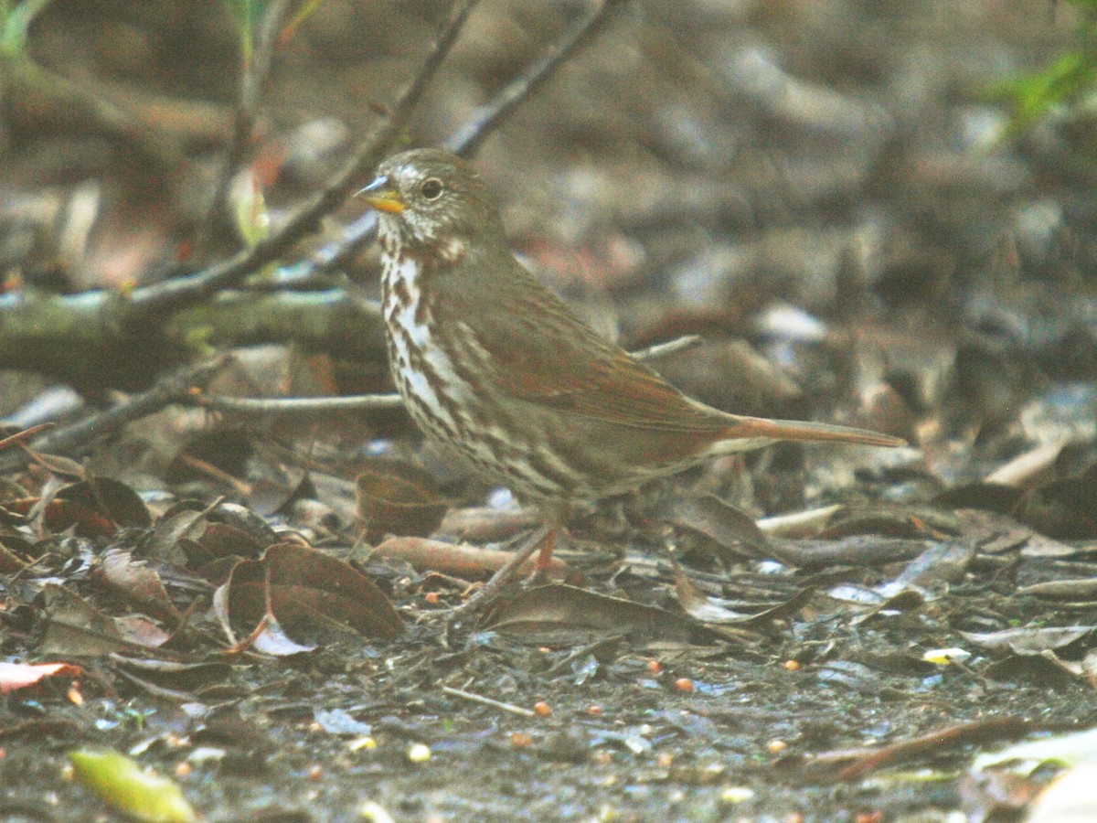 ML42020991 - Fox Sparrow (Slate-colored) - Macaulay Library