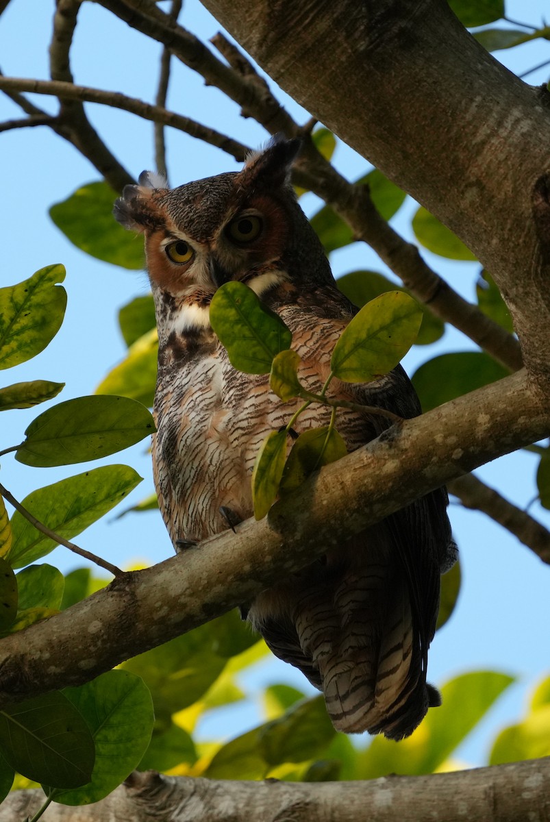 Great Horned Owl - ML420214241
