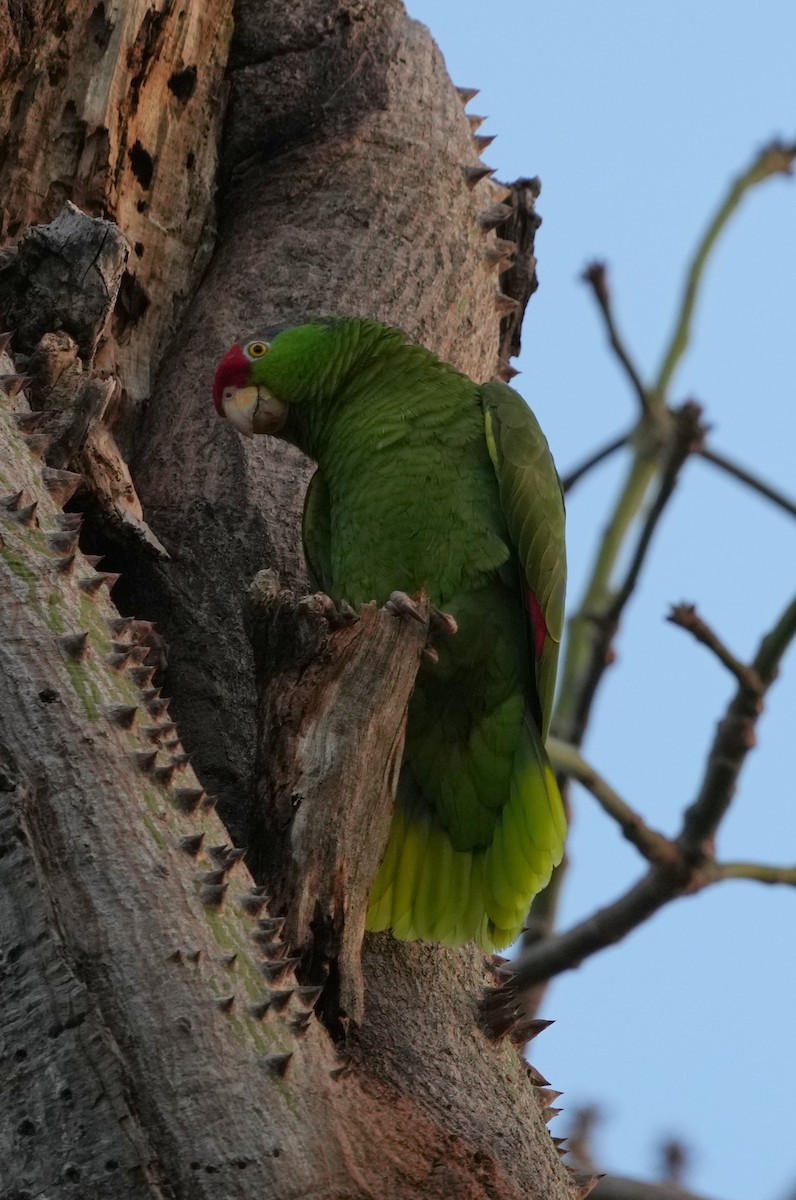 Red-crowned Parrot - ML420214381