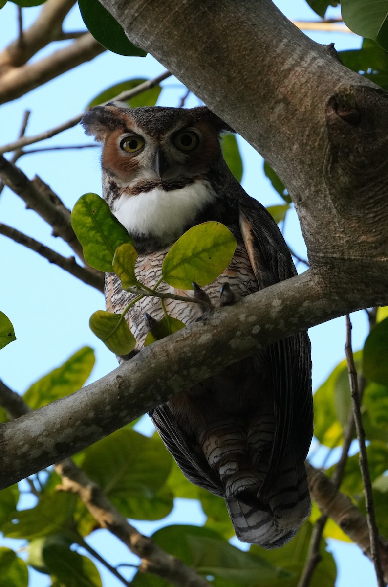 Great Horned Owl - ML420214721