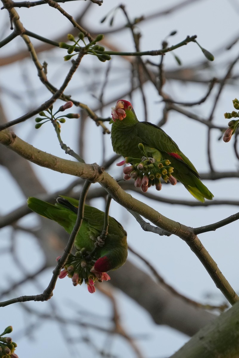 Red-crowned Parrot - ML420214751