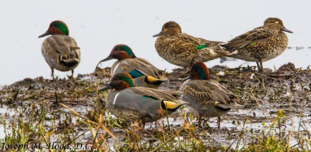 Green-winged Teal - ML42021531