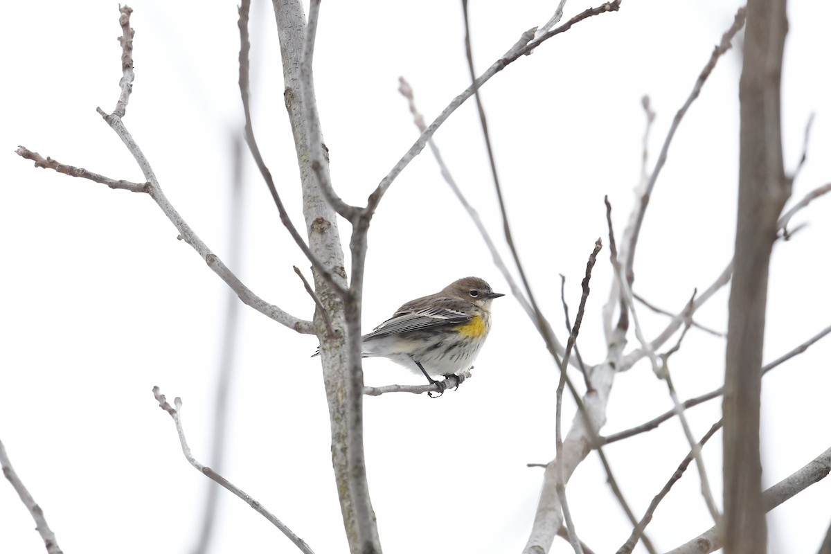 Yellow-rumped Warbler (Myrtle) - ML420215451