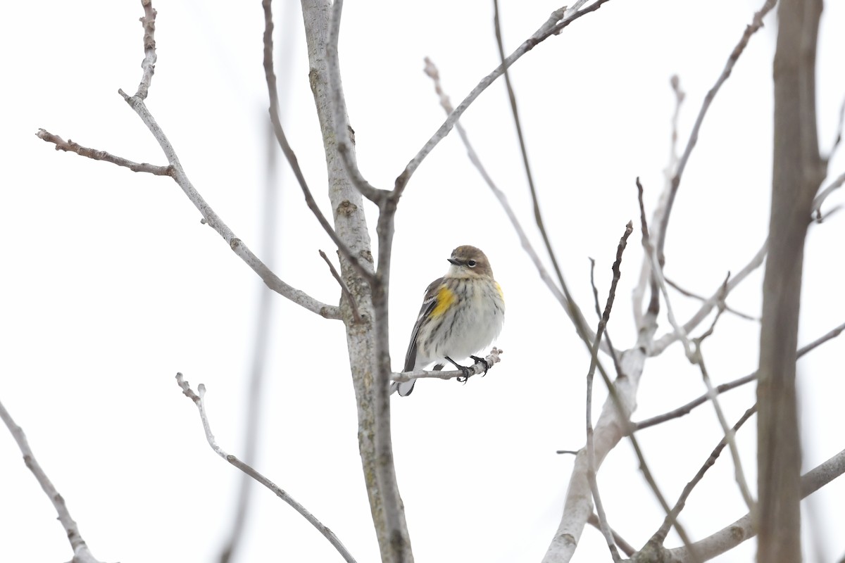 Yellow-rumped Warbler (Myrtle) - ML420215671