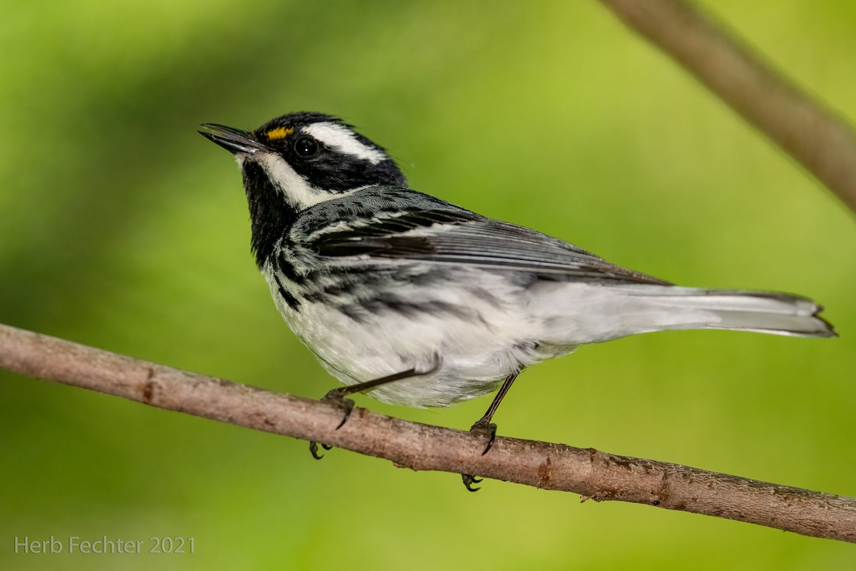 Black-throated Gray Warbler - Herbert Fechter