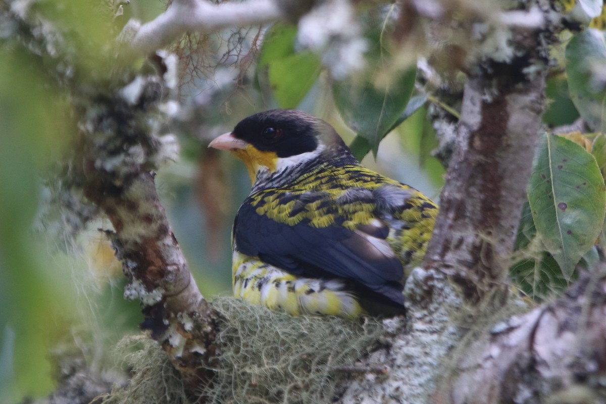 Swallow-tailed Cotinga - Ian Thompson