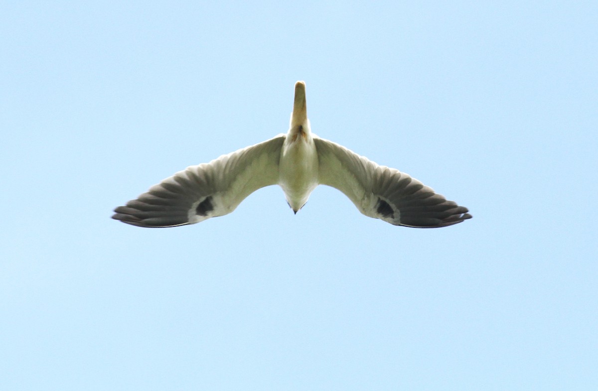 White-tailed Kite - Georges Duriaux