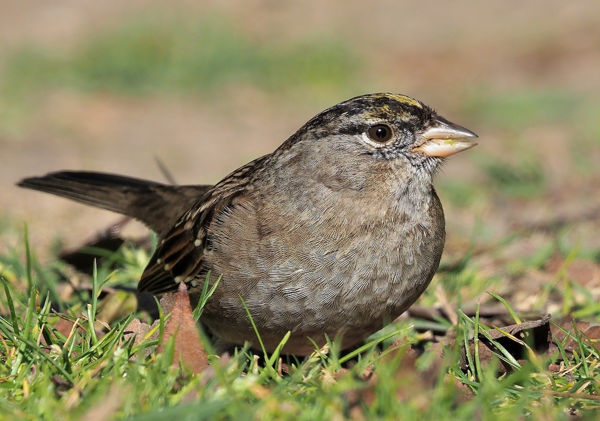 Golden-crowned Sparrow - Aidan Brubaker