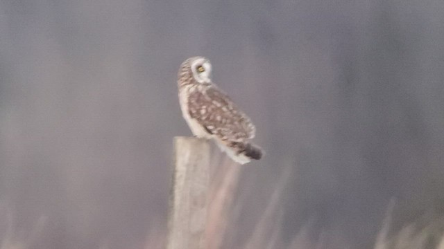 Short-eared Owl - ML420222861