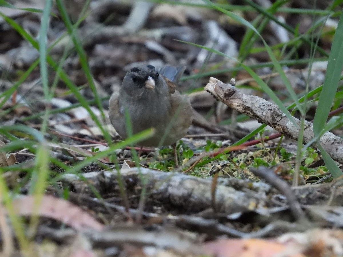 Dark-eyed Junco x White-crowned Sparrow (hybrid) - Long-eared Owl