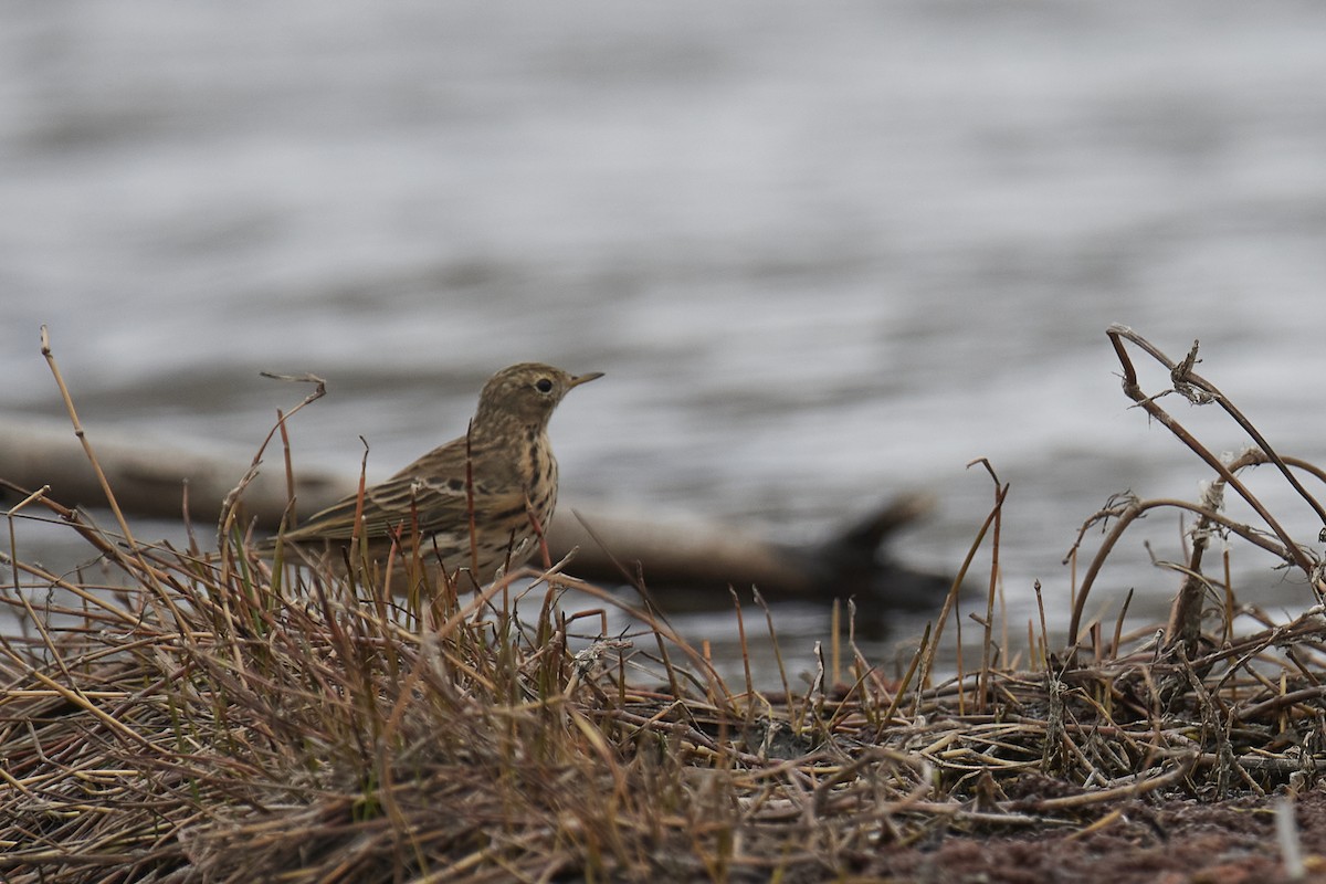 Meadow Pipit - ML420226301